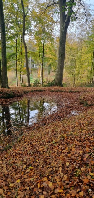 La boucle des grands hêtres - Crécy-en-Ponthieu - 7