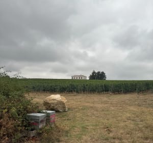 Entre vignes et bois autour de La Roquille - Pineuilh - 2