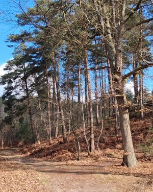 Entre bruyères et pins - Condé-sur-Vesgre - 9