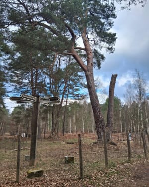Entre bruyères et pins - Condé-sur-Vesgre - 12