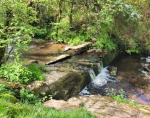 Tour des étangs à Treffendel et agréable balade familiale - Treffendel - 7