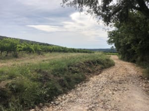 Promenade autour de Baron pour tout savoir sur la vigne - Baron - 4