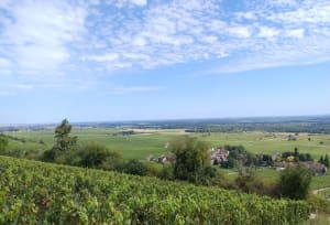 La côte dorée du Clos Vougeot à Morey-Saint-Denis - Vougeot - 23