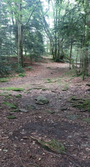 Rustige en rustige wandeling rond het Alfeldermeer - Sewen - 7