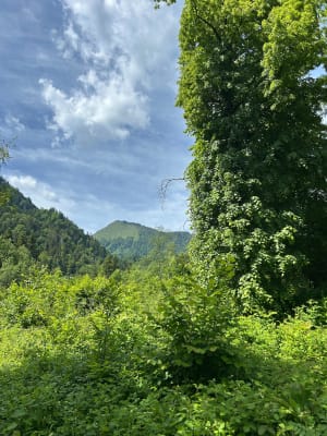 Bain de forêt à Faverges et histoire d'ours - Faverges - 3