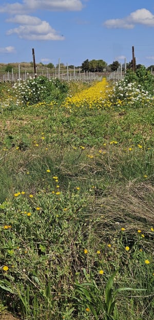 Florensac : entre vignobles, piochs et vestiges historiques - Florensac - 6