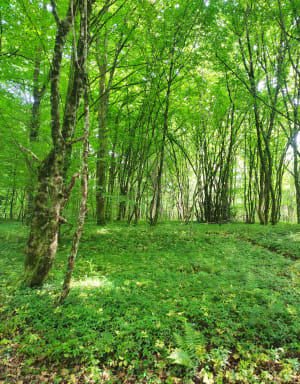 Montferrand-La belle Étoile-Grandfontaine par les bois - Montferrand-le-Château - 10