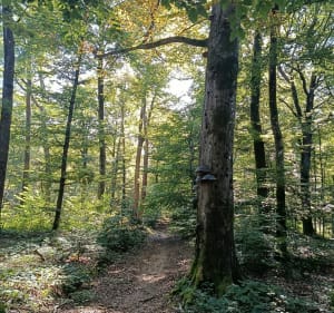 Boucle dans les bois de Genéchier - Échenans-sous-Mont-Vaudois - 3
