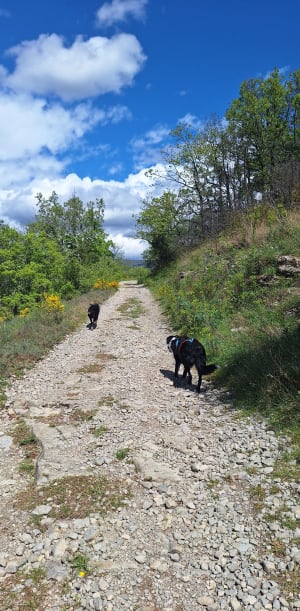 Petite balade sur les hauteur de Lussas - Lussas - 3