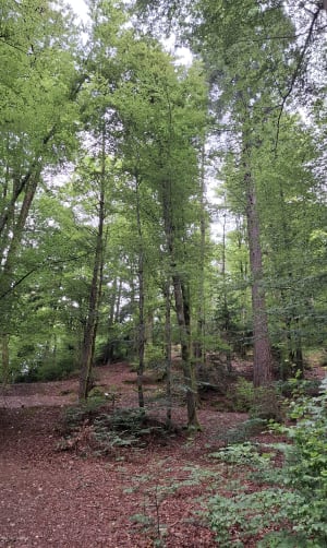 Belle promenade à l'étang de Chaillon - Le Thillot - 2