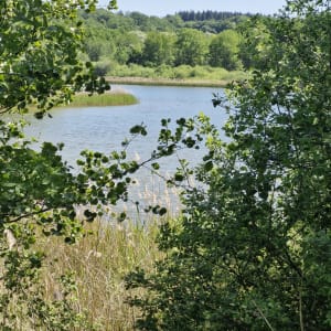 En forêt, serpenter au milieu des étangs de Châtrices - Châtrices - 3
