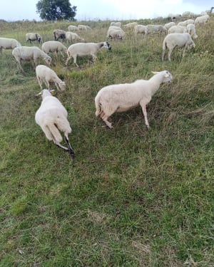 Virée à Romagnat et Gaule historique du plateau de Gergovie - Romagnat - 12