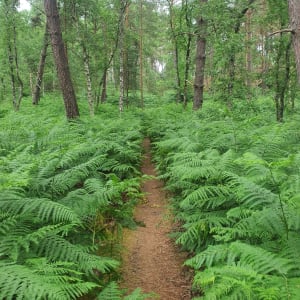 Promenade des gorges de franchard - Fontainebleau - 13