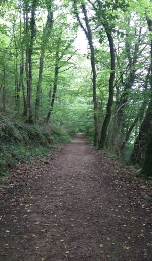 Onderdompeling in het Saou-bos en adembenemende uitzichten - Saou - 11