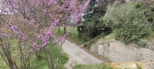 Dans les oliveraies des Alpilles - Mouriès - 4