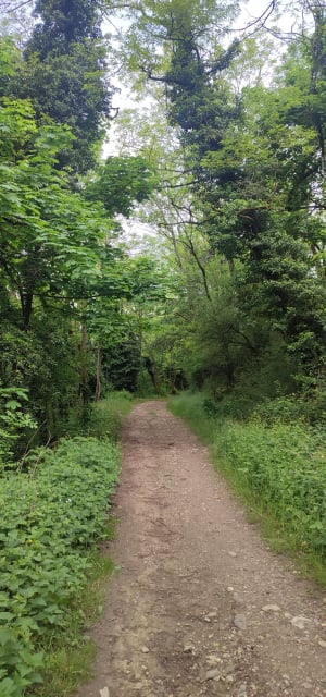 Saint-Genis-Laval à travers bois et vergers - Saint-Genis-Laval - 4