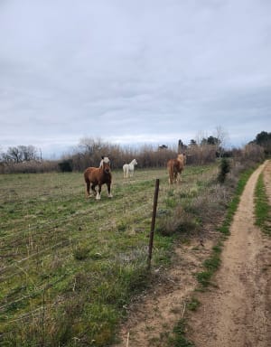 Le tour des marécages, entre étang et mer autour d'Agde - Vias - 46