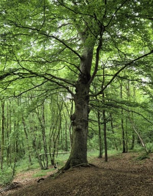 Les Trois Monts - Berthen - 4