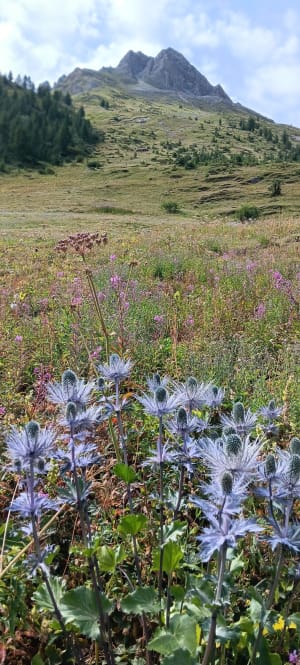 Botanische route van het Bois de la Laye en de Salins-poelen - Tignes - 21