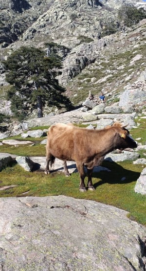 Des Bergeries de Radule au Refuge de Ciottulu Di i Mori - Albertacce - 9