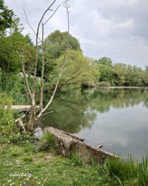 Cesson - Forêt de Rougeau - MATTHIEU - 2