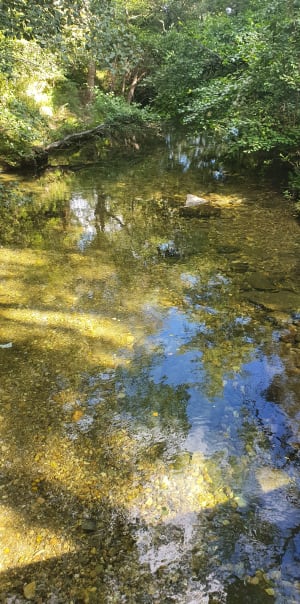 Le Moulin d'Auzon - Allègre-les-Fumades - 16