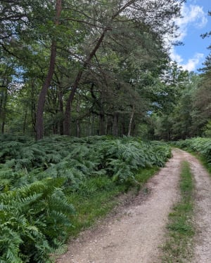 Randonnée forestière au Poteau de Pecqueuse - Poigny-la-Forêt - 6