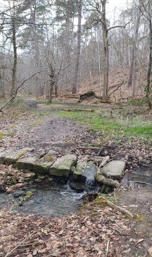 Les étangs de Vilpert et Bois de Hollande - Saint-Léger-en-Yvelines - 3