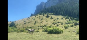 Entre forêts et alpages sous le Pic des Mémises - Thollon-les-Mémises - 12
