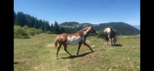 Entre forêts et alpages sous le Pic des Mémises - Thollon-les-Mémises - 13
