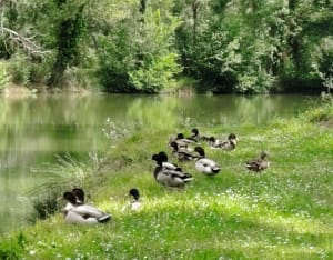 Parc des quinze sols - Beauzelle - 19