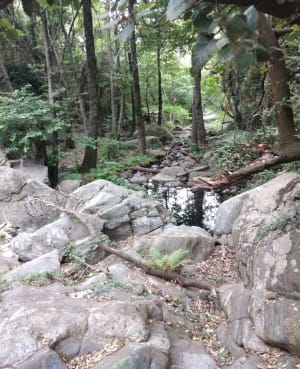 Au fil de l'eau de Laroque-des-Albères - Laroque-des-Albères - 72