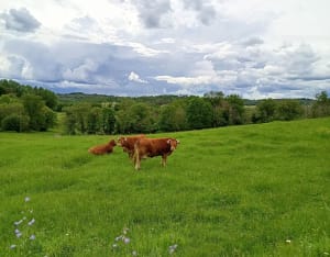 Tamniès et l'observation des oiseaux de la campagne - Tamniès - 7