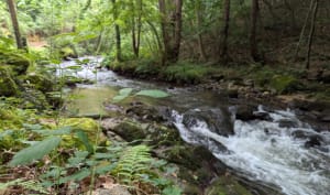 Promenade forestière les pieds dans l'eau - Mendionde - 21