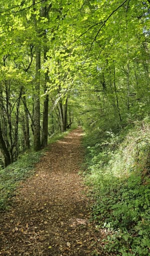 Le bois de Moini - Quingey - 10