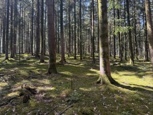 Randonnée en forêt de Perseigne depuis Aillières-Beauvoir - Aillières-Beauvoir - 3