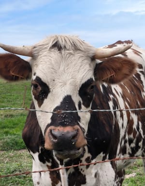 Riville et randonnée "animale" dans une nature complice - Riville - 10
