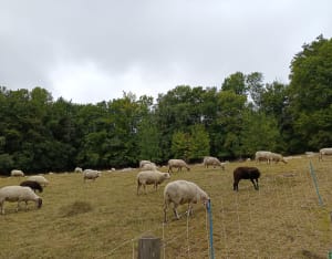 Découverte de la Tourbière de Peuil et sa magie perpétuelle - Claix - 28