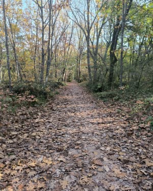Op een steenworp afstand van Toulouse en ontdekking van het bos van Bouconne - Mondonville - 4