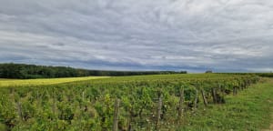 Randonnée matinale à Villiersfaux par la Chevalerie - Villiersfaux - 6