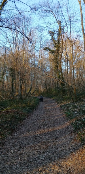 Balade au bois de Molliens-au-Bois - Molliens-au-Bois - 3