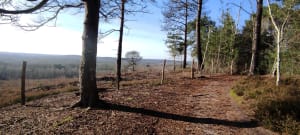 Entre Clairefontaine et Rochefort-en-Yvelines - Rochefort-en-Yvelines - 11