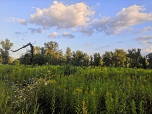 Piękne tereny za wałem wiślanym i plaże nad Wisłą - Czersk - 7
