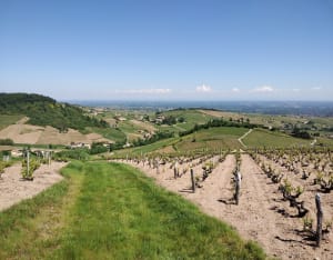 Fleurie : vue époustouflante depuis la chapelle de la Madone - Fleurie - 7