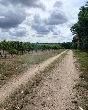 Sentier en utilisant le parcours vallon et coteaux de Champ sur Layon - Myriam - 8