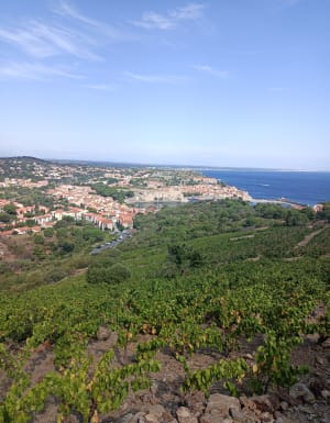 Tour de Collioure et plongée sur la Côte Vermeille - Collioure - 7