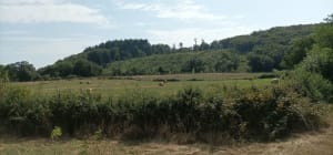 Parenthèse de nature entre Dizimieu et Mont Rosset - Dizimieu - 9