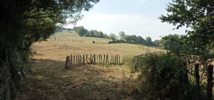 Parenthèse de nature entre Dizimieu et Mont Rosset - Dizimieu - 10