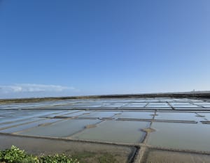 Balade dans les marais salants - Guérande - 6