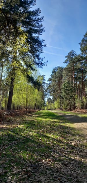 Entre bruyères et pins - Condé-sur-Vesgre - 5